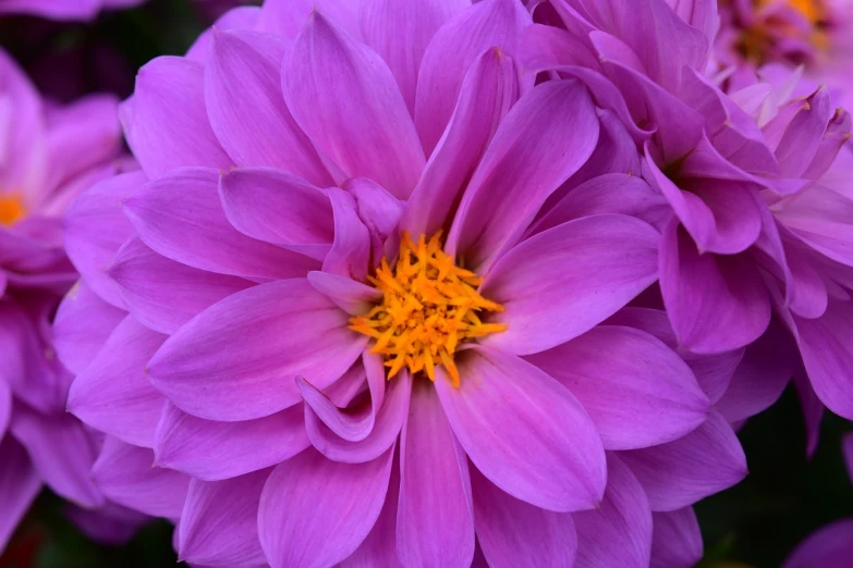 a close up of a bunch of purple flowers, a macro photograph, closeup giant dahlia flower head, detailed zoom photo, cosmos, phone photo