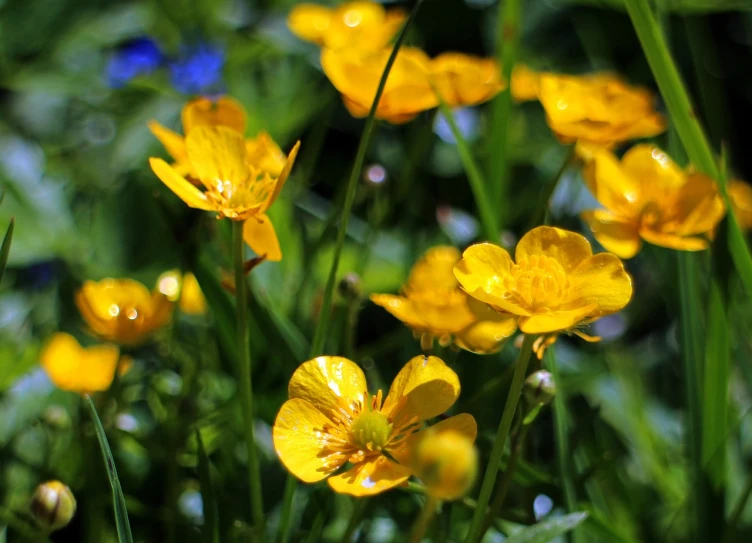 a bunch of yellow flowers that are in the grass, by Dietmar Damerau, flickr, flowers rain everywhere, shiny gold, buttercups, perfect detail