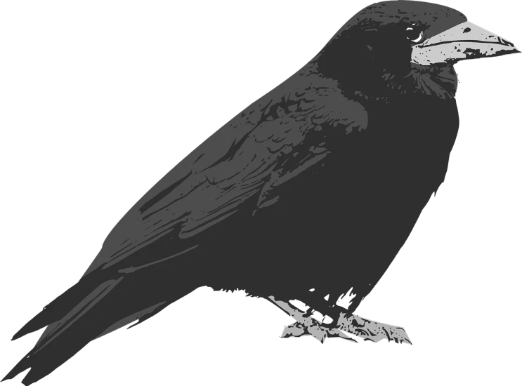 a black bird sitting on top of a branch, an illustration of, pixabay, x - ray black and white, long thick shiny black beak, evil color scheme, 2d side view