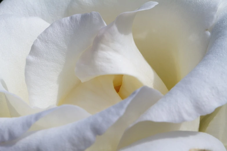 a close up of a white rose flower, inspired by Georgia O'Keeffe, romanticism, summer morning light, angel's trumpet, rose petals, smooth contours