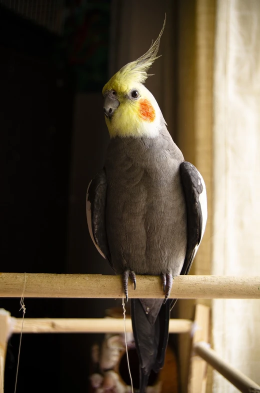 a bird sitting on top of a wooden perch, a portrait, by Robert Brackman, flickr, cocky expression, beautiful animal pearl queen, gray, with a bright yellow aureola