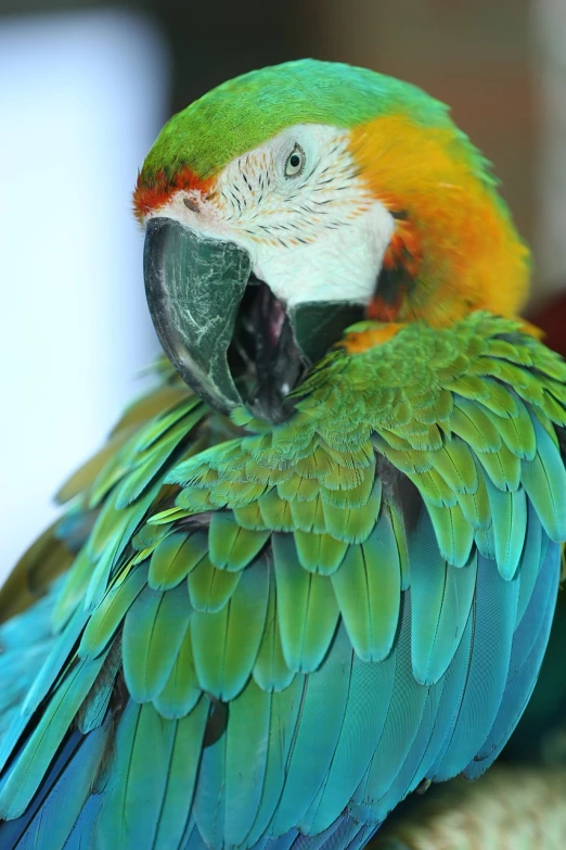 a close up of a parrot on a perch, a photo, inspired by Charles Bird King, shutterstock, fine art, tropical bird feathers, teal and orange colors, colorful”