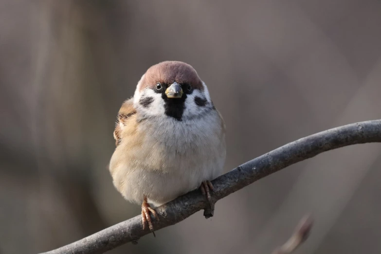 a small bird sitting on top of a tree branch, a portrait, shutterstock, happening, round - face, pale head, big brown eyes, portait photo