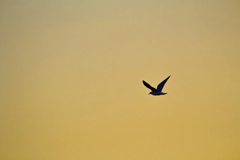 a bird flying in the sky at sunset, minimalism, high res photo, mid shot photo