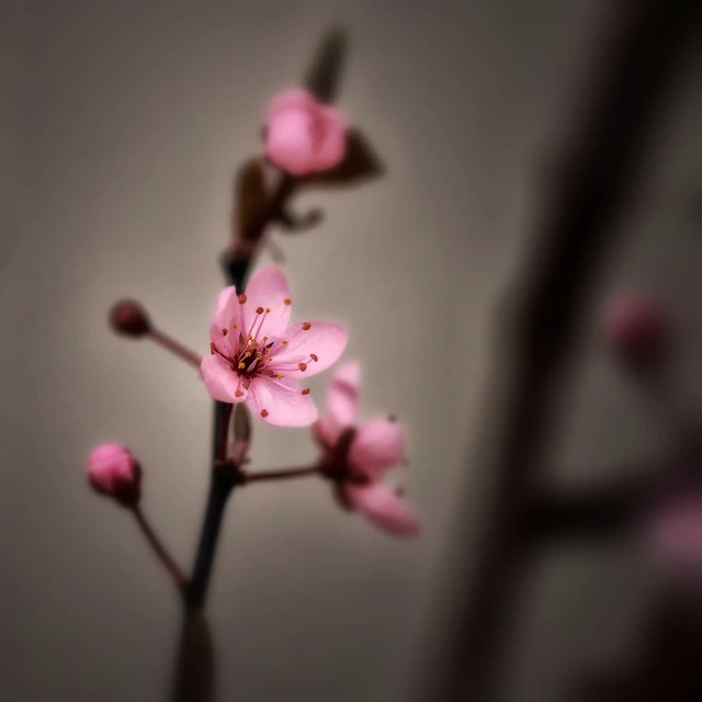 a close up of a pink flower on a stem, a picture, by Yi Jaegwan, art photography, sakura bloomimg, ominous beautiful mood, camera photo