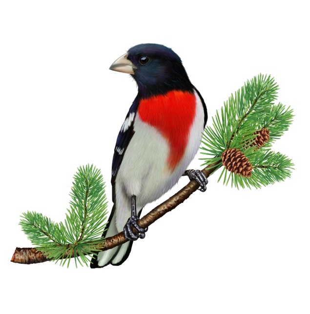 a bird perched on a branch of a pine tree, an illustration of, by Susan Heidi, shutterstock, red white black colors, detailed photoreal, colorful birds, on black background