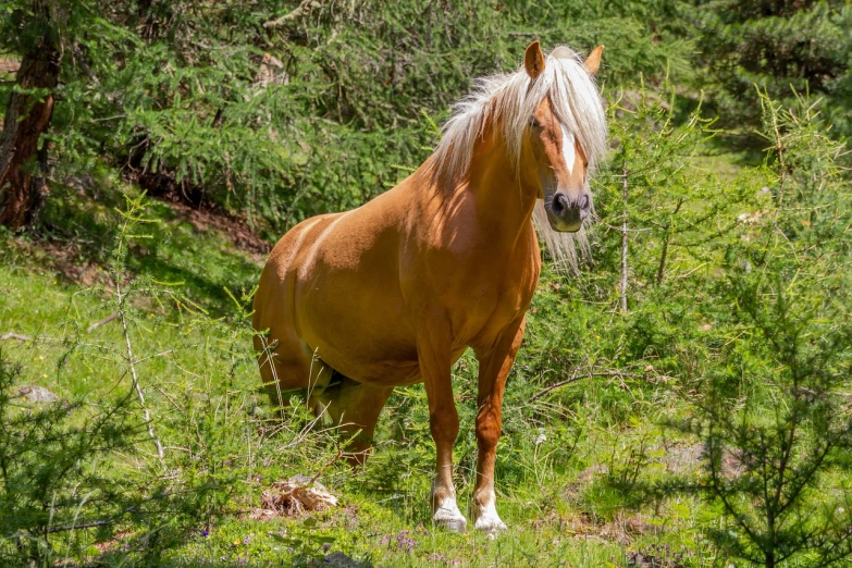 a brown horse standing on top of a lush green field, by Dietmar Damerau, long white mane, in a forest glade, norwegian, long strawberry - blond hair