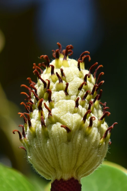 a close up of a flower bud on a plant, a macro photograph, by Linda Sutton, flickr, hurufiyya, resembling a crown, radiolaria, drosera capensis, many details