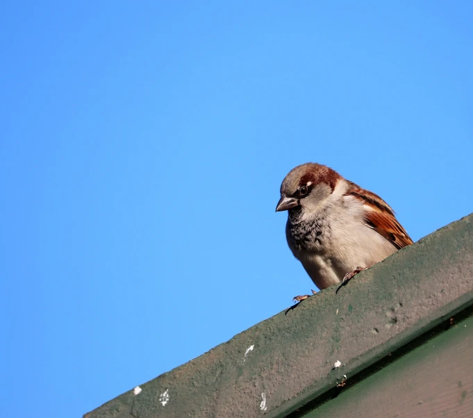 a small bird sitting on top of a roof, a portrait, shutterstock, clear blue skies, 33mm photo