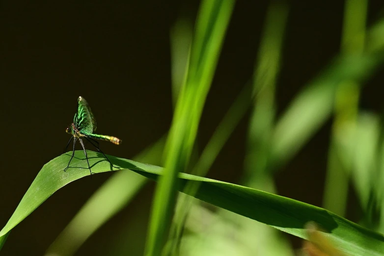 a green insect sitting on top of a green leaf, by Dietmar Damerau, flickr, hurufiyya, big leaves and large dragonflies, paul barson, in the high grass, photograph credit: ap