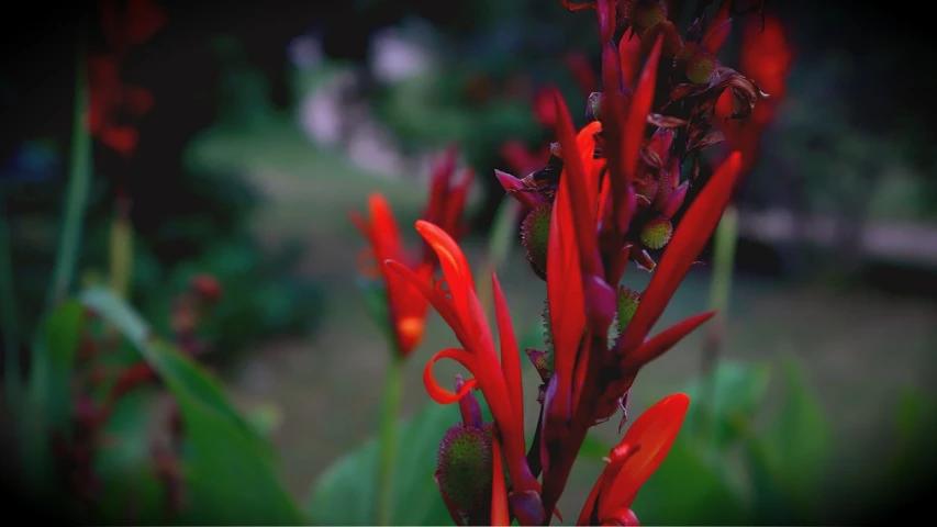 a close up of a plant with red flowers, a screenshot, pexels, colors of jamaica, photo taken with sony a7r camera, video still, often described as flame-like