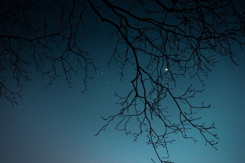 a couple of people sitting on top of a bench under a tree, a photo, minimalism, on a clear night sky, twigs, star in the sky, cold blue tones