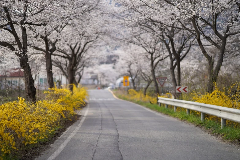 a couple of trees that are next to a road, a picture, pexels, shin hanga, spring flowers, gray, initial d, narrow