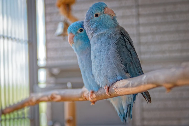 a couple of blue birds sitting on top of a tree branch, a portrait, by Jan Rustem, flickr, arabesque, indoor shot, light blue skin, holding it out to the camera, various posed