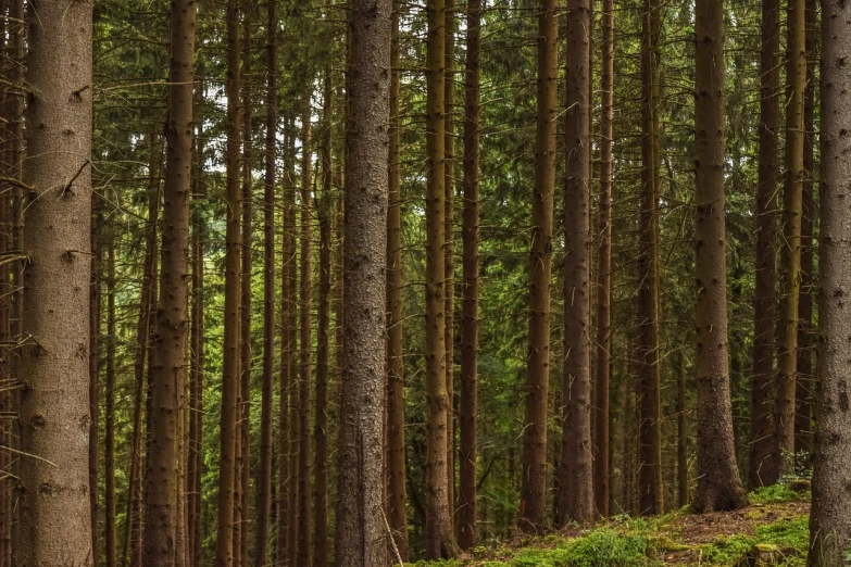 a red fire hydrant sitting in the middle of a forest, by Dietmar Damerau, 4k vertical wallpaper, fir forest, in a row, tall tree