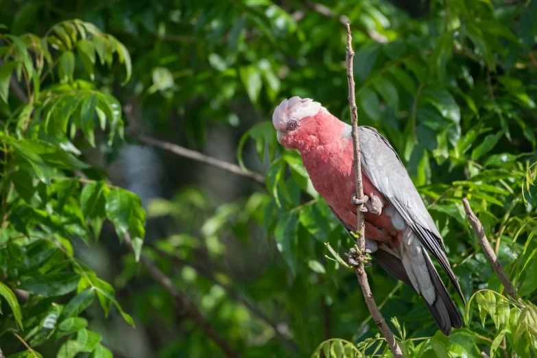 a pink and grey bird sitting on top of a tree branch, a portrait, hurufiyya, red skinned, parrots, wide shot photo