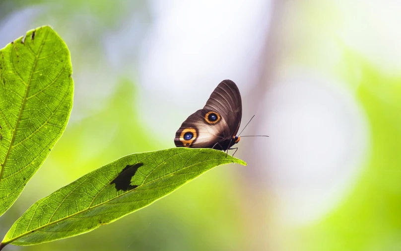 a close up of a butterfly on a leaf, a macro photograph, bauhaus, amazon rainforest background, with small eyes, 4k high res, very shallow depth of field