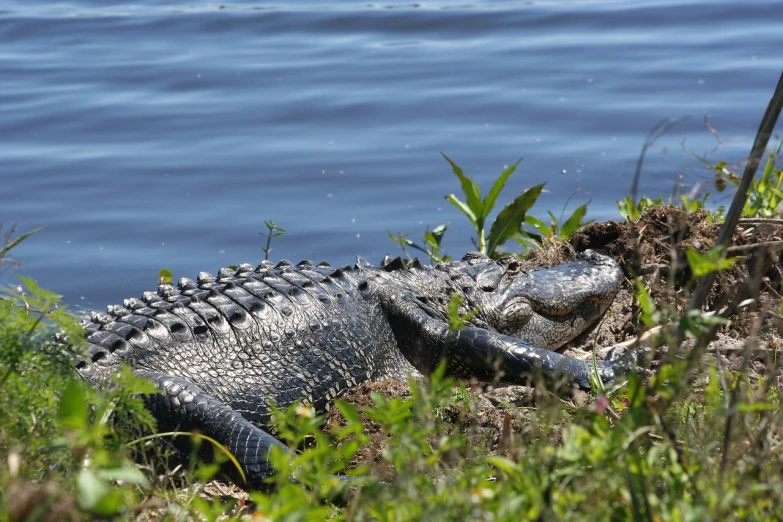 a large alligator sitting on top of a lush green field, by Linda Sutton, hurufiyya, on a riverbank, high res photo, resting, having fun in the sun