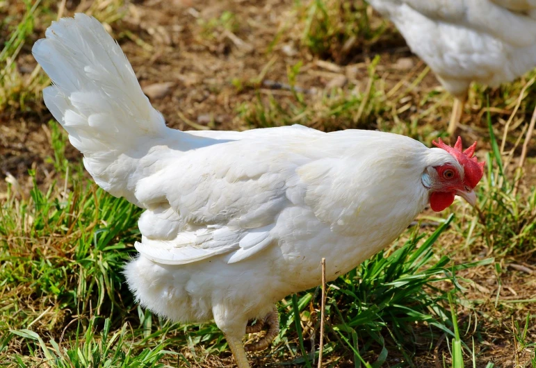 a white chicken standing on top of a grass covered field, a portrait, by Gwen Barnard, pixabay, hd footage, crouching, ready to eat, side view close up of a gaunt