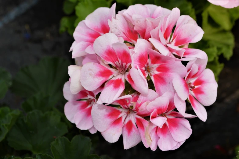 a close up of a pink and white flower, pink and red colors, front side full, gardening, a brightly coloured