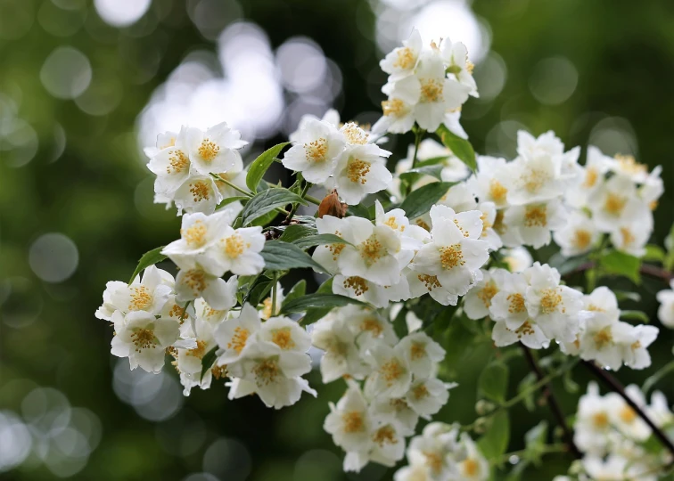 a bunch of white flowers that are on a tree, inspired by Edwin Dickinson, romanticism, rose-brambles, beautiful flower, glazed, myrtle