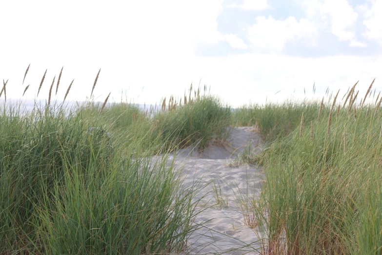 a path through some tall grass on a beach, a picture, figuration libre, wide shot photo, high res photo, ballard, video still