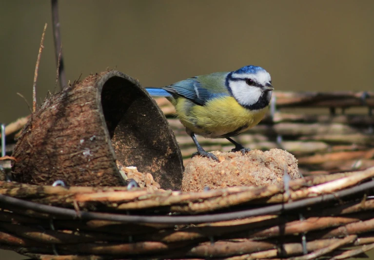 a blue and yellow bird sitting on top of a bird feeder, by Dave Allsop, spherical, hatched ear, barrel chested, rubble!!