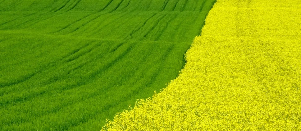 a field of yellow flowers next to a green field, by Kaii Higashiyama, color field, split - complementary - colors, green lines, half and half, grain”