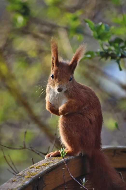 a red squirrel sitting on top of a wooden fence, a portrait, renaissance, big ears, early morning lighting, on a tree, standing triumphant and proud