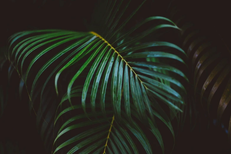 a close up of a leaf of a plant, inspired by Elsa Bleda, dark jungle, tropical background, wallpaper for monitor, blessing palms