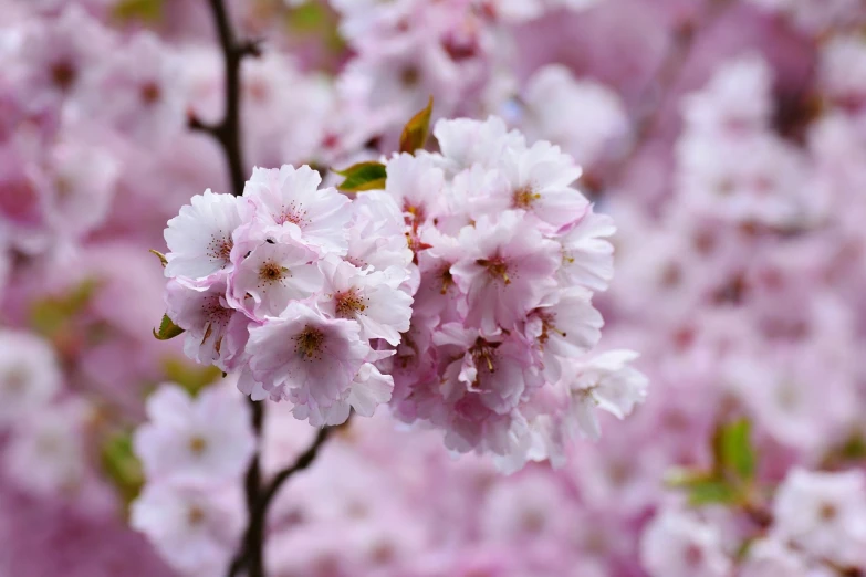 a close up of a bunch of pink flowers, a picture, by Kiyoshi Yamashita, shutterstock, sakura bloomimg, very detailed picture, stock photo