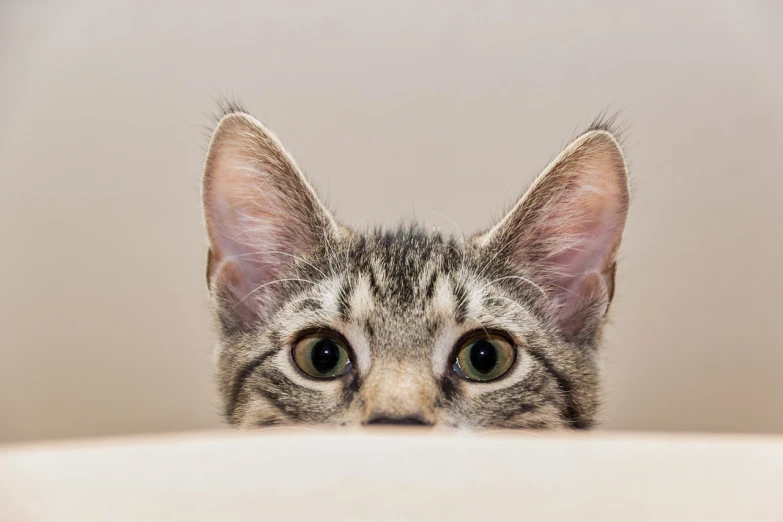 a close up of a cat looking over a table, a picture, by Carlo Martini, shutterstock, hiding behind obstacles, young cute face, on a pale background, head looking up