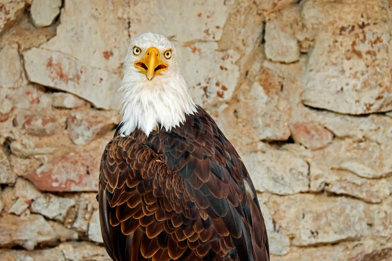 a bald eagle standing in front of a stone wall, a portrait, by Dietmar Damerau, shutterstock, baroque, naughty expression, stock photo