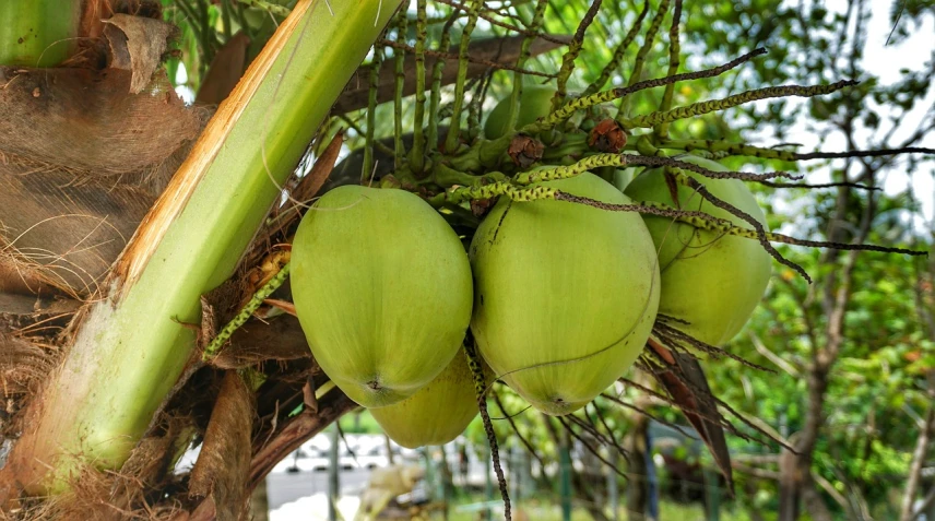 a bunch of green coconuts hanging from a tree, pixabay, thailand, indoor, jamaica, i_5589.jpeg