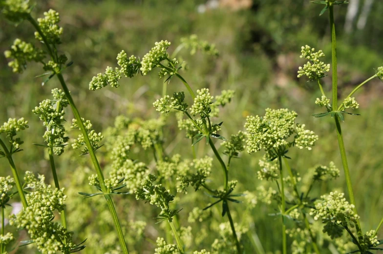 a close up of some green plants in a field, a picture, hurufiyya, female gigachad, pale green background, valerian, in the hillside