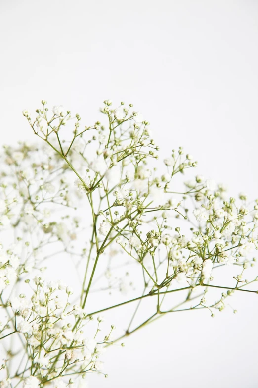 a vase filled with white flowers on top of a table, unsplash, hurufiyya, gypsophila, pure white background, close-up product photo, botanical herbarium