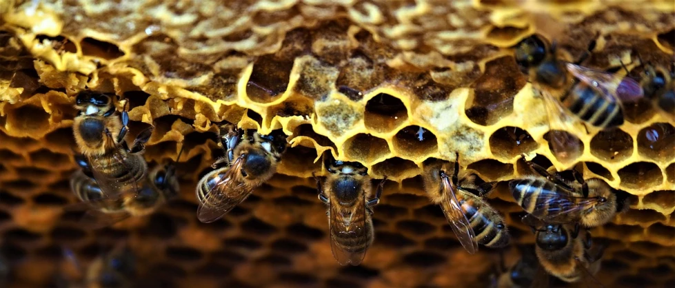 a group of bees sitting on top of a honeycomb, a macro photograph, by Juergen von Huendeberg, renaissance, slice of life”, deep in thought, screensaver, 🦩🪐🐞👩🏻🦳