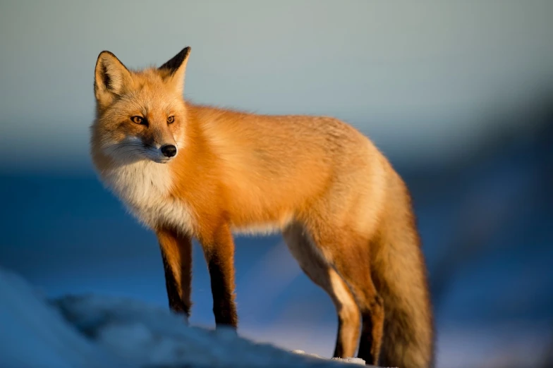 a red fox standing on top of a snow covered hill, a picture, by Alexander Runciman, perfect crisp sunlight, electric cats that fly over ice, photograph credit: ap, profile shot