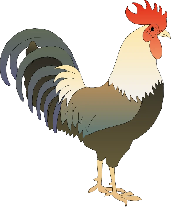 a close up of a rooster on a white background, an illustration of, high res, colored illustration, various posed, vector