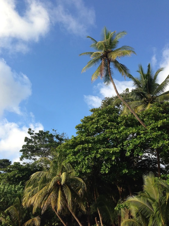 a group of palm trees sitting on top of a lush green field, flickr, in marijuanas gardens, with branches! reaching the sky, palm leaves on the beach, with fruit trees