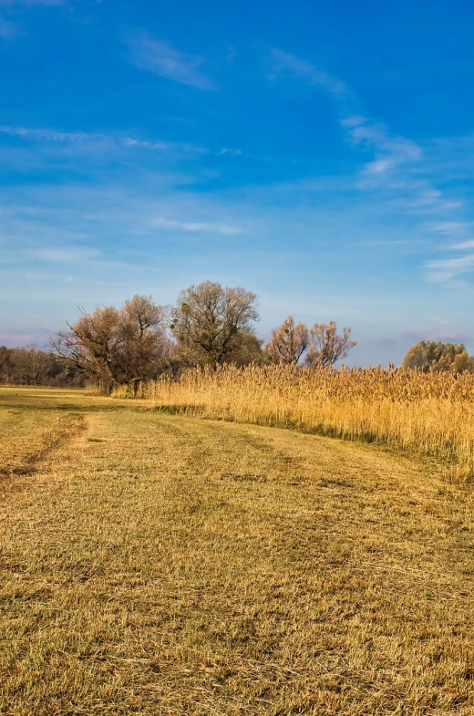 a red fire hydrant sitting on top of a grass covered field, a stock photo, by Svetlin Velinov, shutterstock, folk art, oak trees and dry grass, tall grown reed on riverbank, golden autumn, very wide angle view