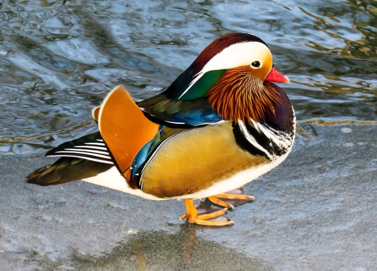 a duck that is standing in the water, inspired by Jacob Duck, shutterstock, baroque, dressed in colorful silk, award winning color photo, 🦩🪐🐞👩🏻🦳, winter vibrancy