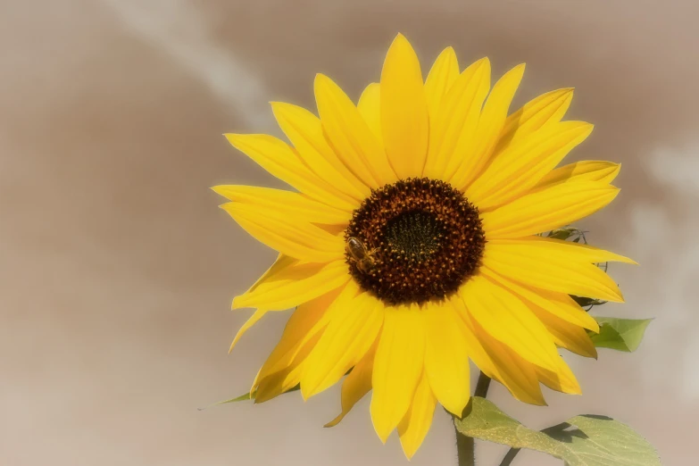 a close up of a sunflower with a blurry background, a photo, by Linda Sutton, fine art, rendered in povray, smokey, bee, smoldering