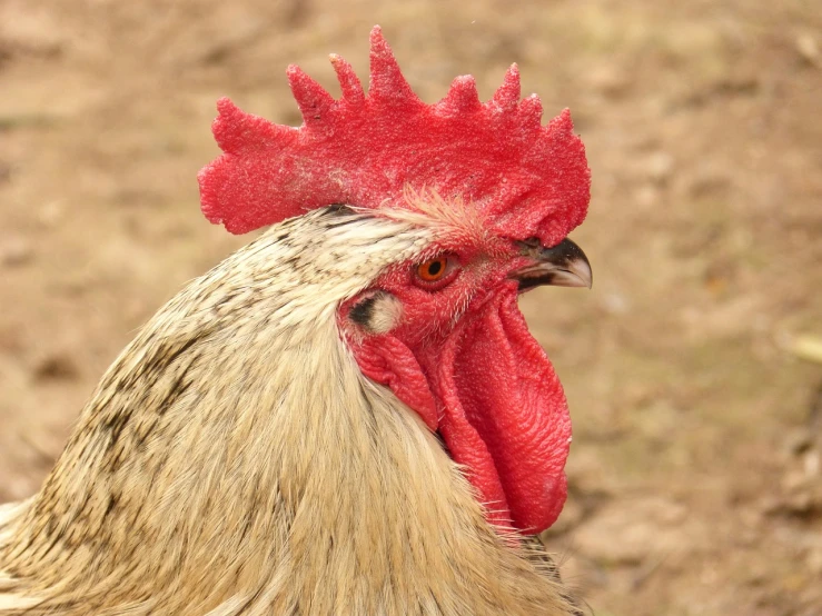 a close up of a rooster with a red comb, a photo, by Robert Brackman, shutterstock, close up shot a rugged, male with halo, 4 0 9 6, stock photo