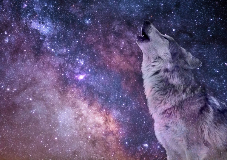 a wolf looking up at the stars in the sky, a photo, space art, twilight zone background, purplish space in background, high resolution details, singing