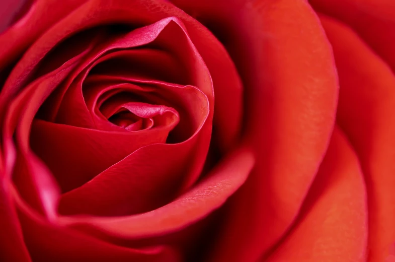 a close up of the center of a red rose, a macro photograph, romanticism, highly detailed product photo