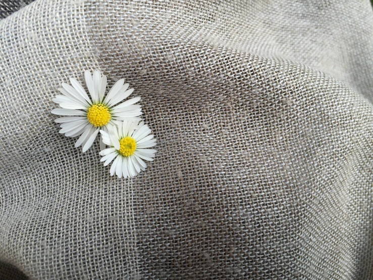 a couple of white flowers sitting on top of a piece of cloth, minimalism, outdoor photo, iphone detailed photo, chamomile, cozy calm! fabrics textiles
