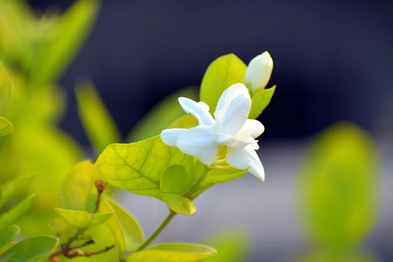 a white flower sitting on top of a green plant, by Gwen Barnard, shutterstock, hurufiyya, jasmine, moringa oleifera leaves, good lighted photo, very beautiful photo