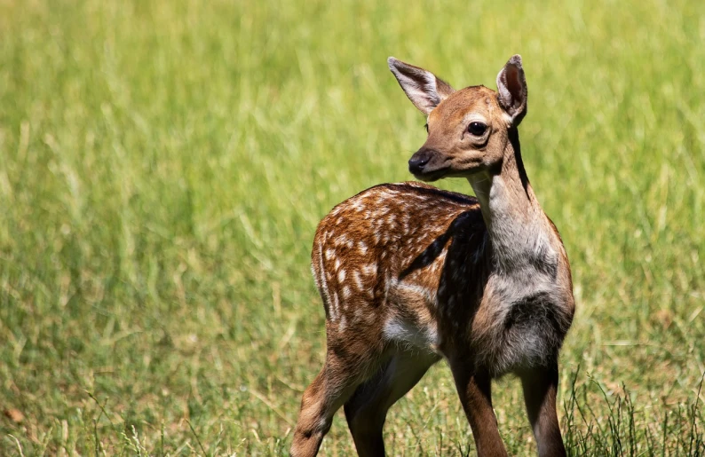 a young deer standing on top of a lush green field, a stock photo, by Dietmar Damerau, shutterstock, adorably cute, close up shot from the side, spotted, gentle shadowing