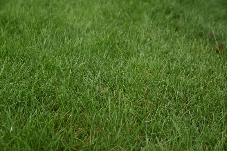 a white frisbee sitting on top of a lush green field, a stock photo, hurufiyya, 8k texture, f / 1. 9 6. 8 1 mm iso 4 0, grass texture, yard